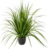CASA Allium Hierba Ornamental Verde