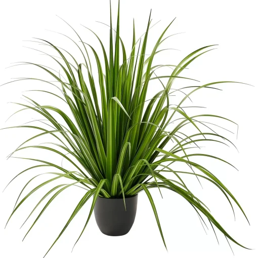 CASA Allium Hierba Ornamental Verde