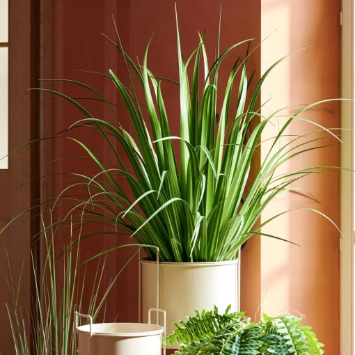 CASA Allium Hierba Ornamental Verde