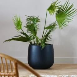CASA Areca Palmera Verde