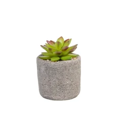CASA Granit Planta Crasa En Maceta Verde