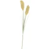 CASA Grass Cana Con Pluma Verde