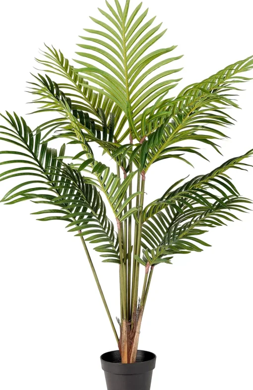 CASA Kwai Palmera Verde
