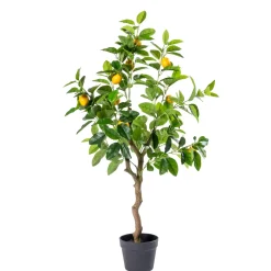 CASA Lemon Limonero Verde