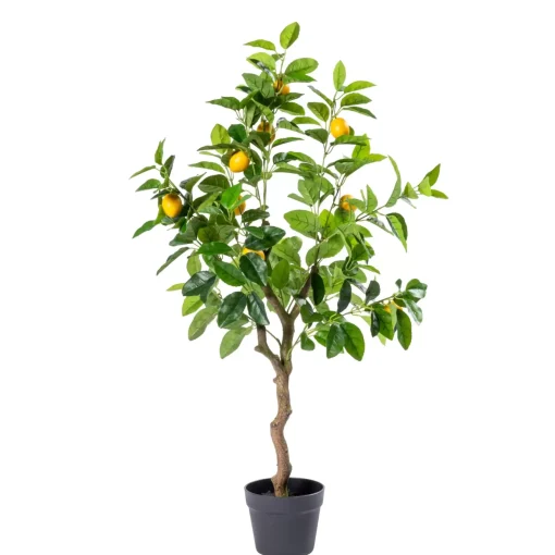 CASA Lemon Limonero Verde