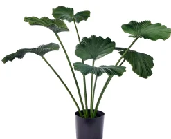 CASA Lotus Planta Verde
