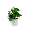 CASA Monstera Planta Varios Colores