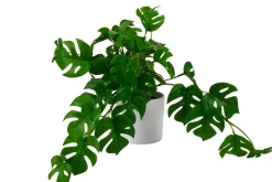 CASA Monstera Planta Varios Colores, Blanco, Verde