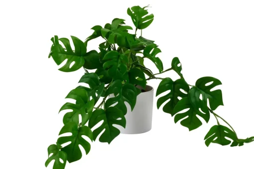 CASA Monstera Planta Varios Colores, Blanco, Verde
