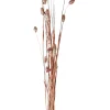 CASA Phalaris Hierba Ornamental Cobrizo